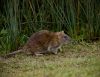 Water Vole by Dave Hall