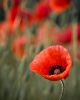 Poppy 1 by Dave Hall