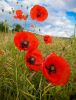 Poppies by Dave Hall