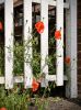 poppies 2 by Dave Hall