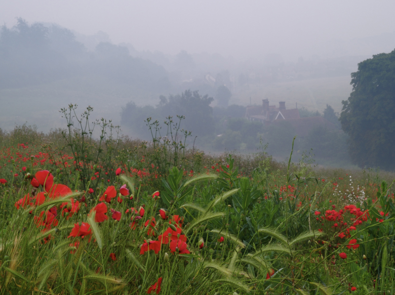 Poppy 1a