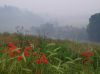 Poppy 1a