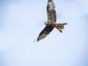 Red Kite