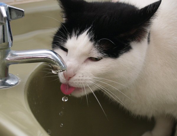 Kessy drinking