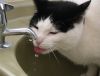 Kessy drinking by Dave Hall