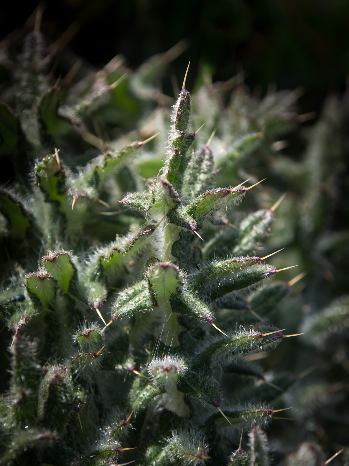 Spikey
