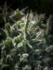 Spikey by Dave Hall