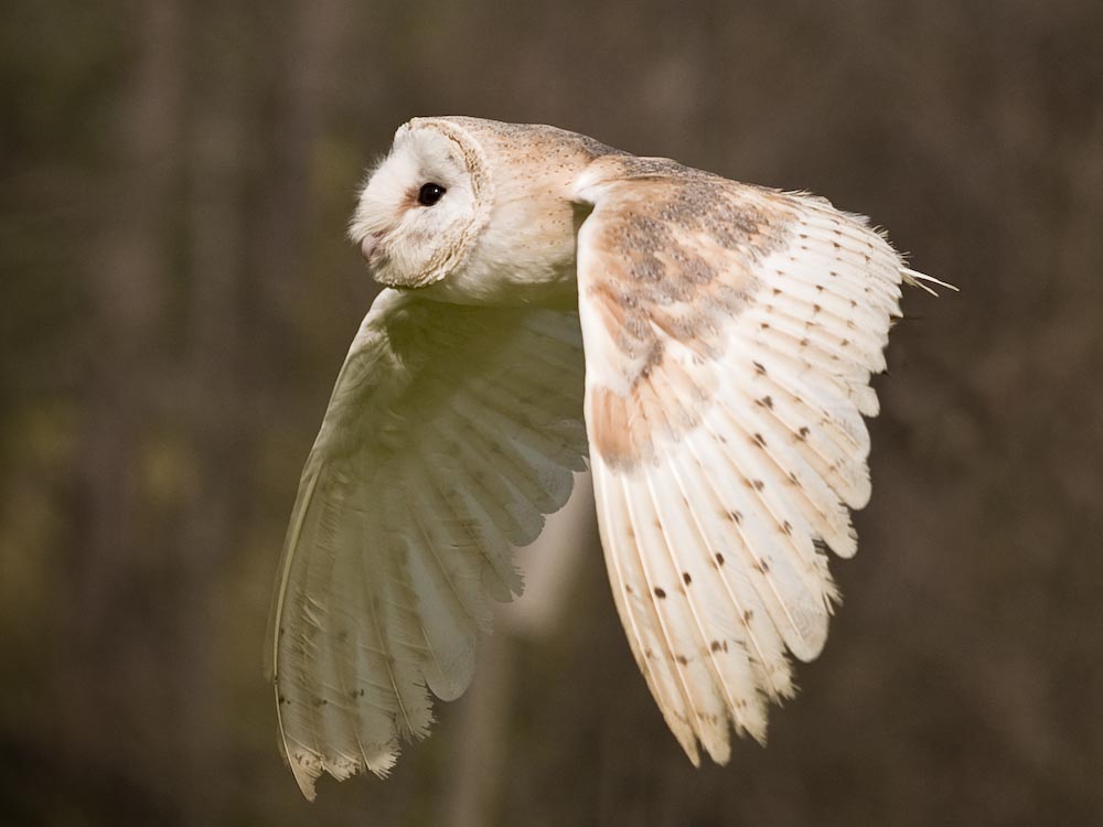 Flying Barn Owl