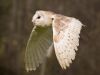 Flying Barn Owl