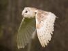 Flying Barn Owl by Dave Hall