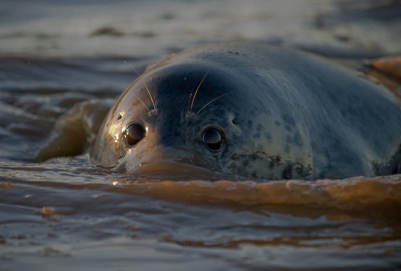 Grey seal pup