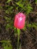 Tulip by Dave Hall