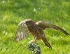 Saker Falcon by Dave Hall