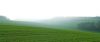Haze over Cuxton field by Dave Hall