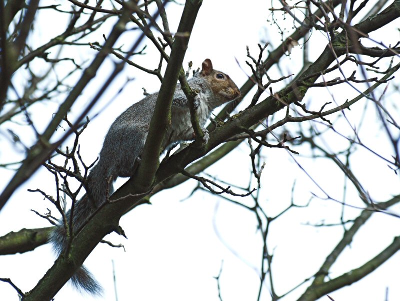Squirrel