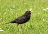 Blackbird