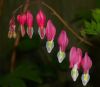 Bleeding heart by Dave Hall