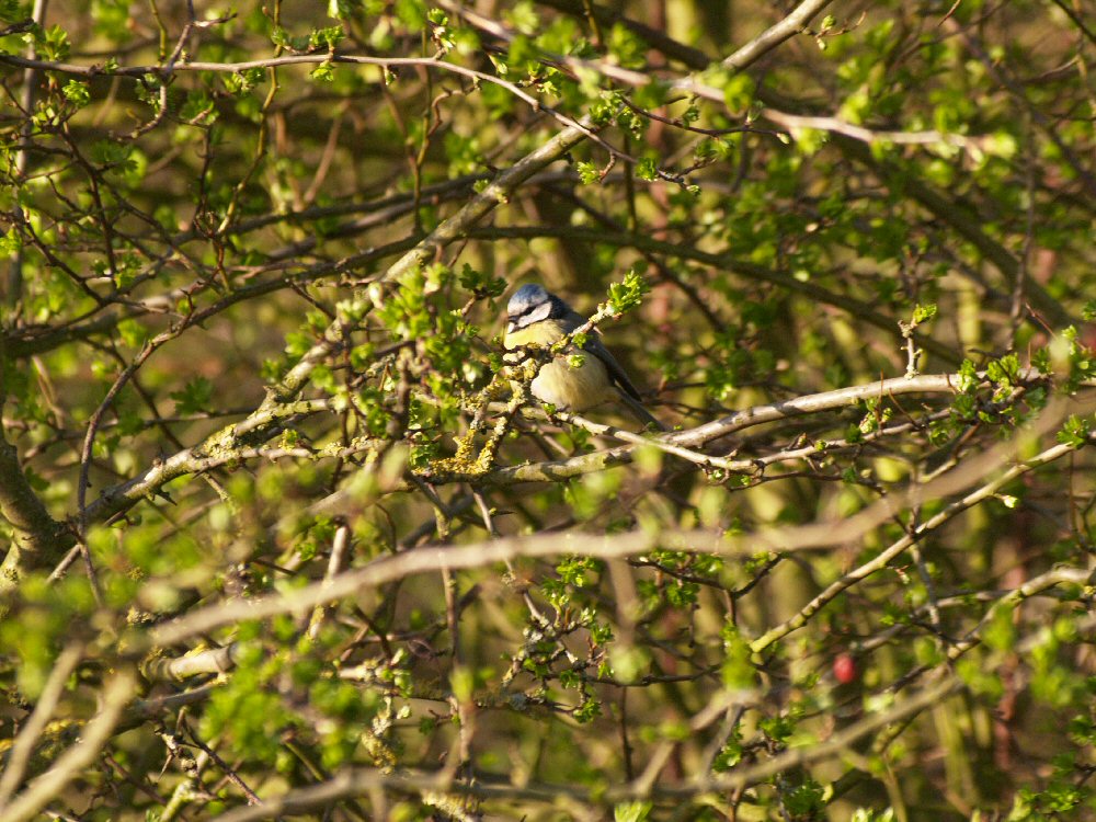 Blue Tit