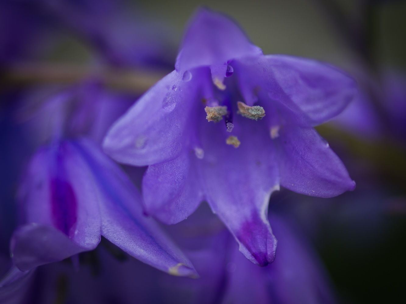 Bluebell (3)