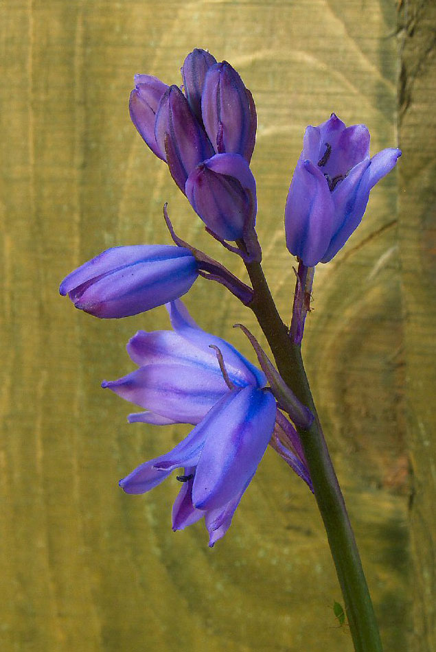 Bluebell against garden fence.