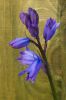 Bluebell against garden fence. by Dave Hall