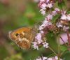 Butterfly 1