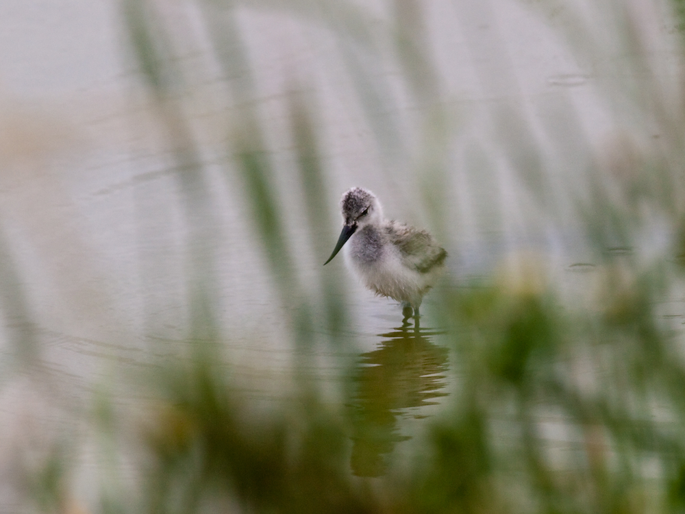 Avocet chick