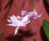 Christmas Cacti flower. by Dave Hall