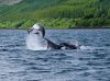 Dolphins in the Sound of Raasay. by Dave Hall