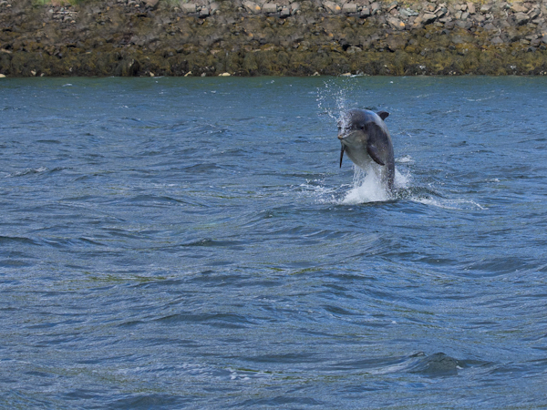 Dolphin in Raasay Sound, Isle of Skye.