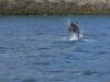 Dolphin in Raasay Sound, Isle of Skye. by Dave Hall