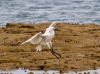 egret landing. by Dave Hall