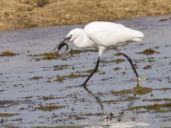 Egret feeding.