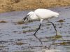 Egret feeding. by Dave Hall