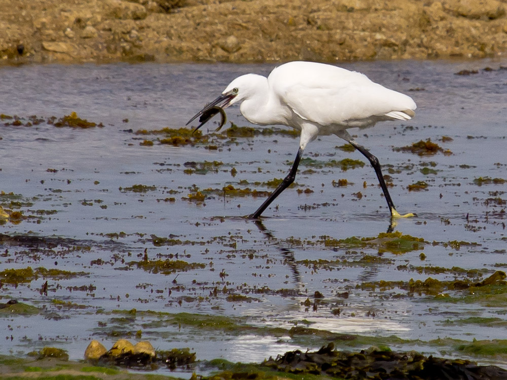 Feeding Egret 2