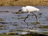 Feeding Egret 2 by Dave Hall