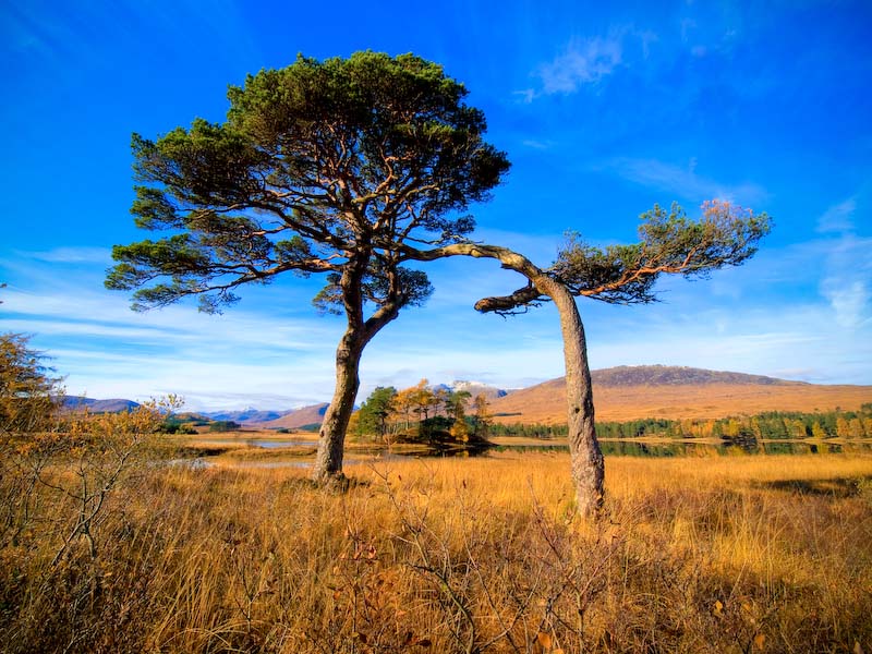 Entwined trees, Loch Tulla, Scotland.