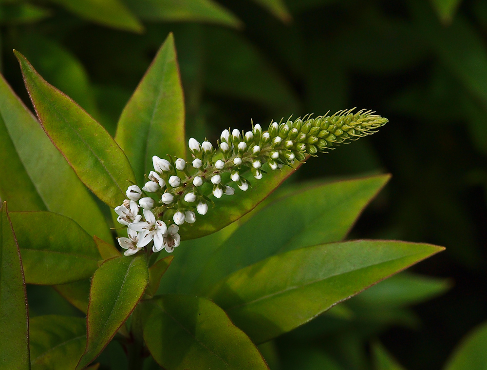 Lysimachia clethroides, common name Gooseneck Loosestrife