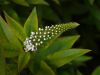 Lysimachia clethroides, common name Gooseneck Loosestrife by Dave Hall