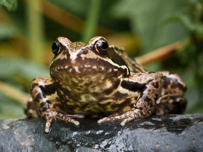 Daddy Frog