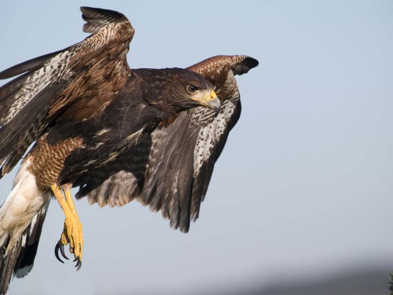 Harries Hawk