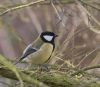 Great tit