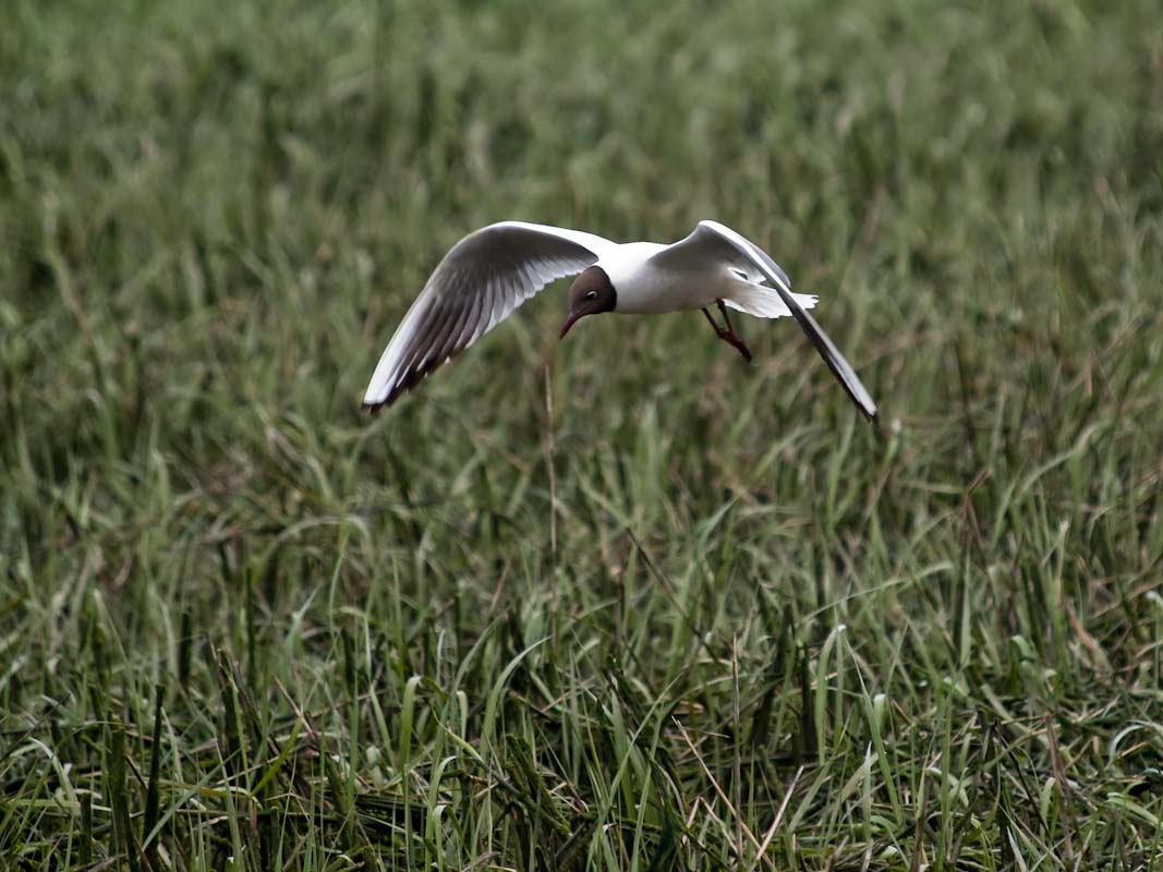 Black Headed Gull