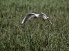 Black Headed Gull by Dave Hall