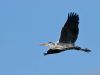 Heron