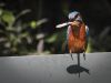 Kingfisher and fish.
