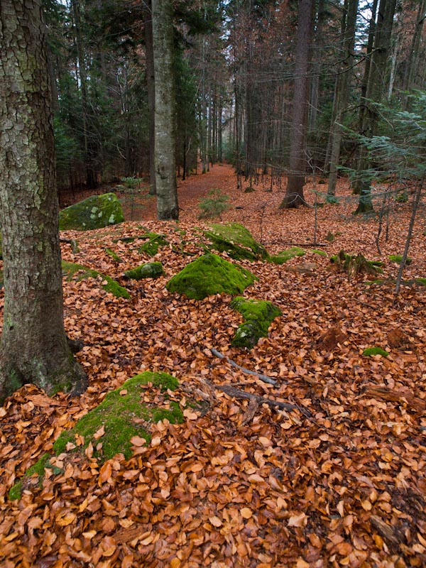 Autumn Carpet