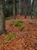 Autumn Carpet by Dave Hall