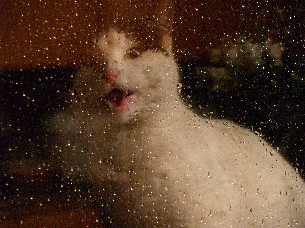 Let me in!