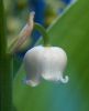 Lily of the valley 1 by Dave Hall